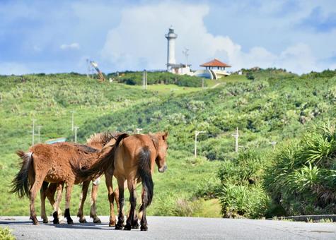 与那国馬と西崎灯台 与那国馬と西崎灯台の写真