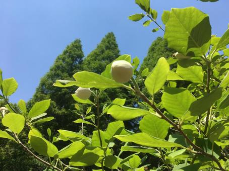 オオヤマレンゲ(蕾) オオヤマレンゲ(蕾)の写真