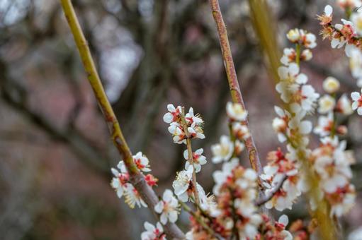 春を告げる白梅の花 春を告げる白梅の花の写真