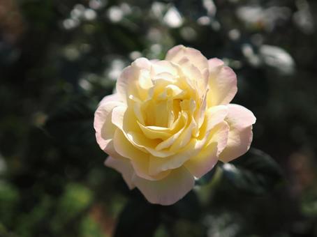 バラ園に咲いている薔薇を撮りました バラ園に咲いている薔薇を撮りましたの写真