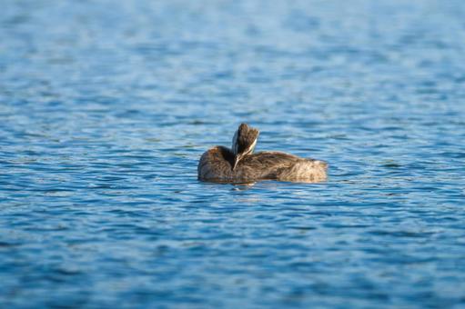 池を泳ぐカンムリカイツブリ 池を泳ぐカンムリカイツブリの写真