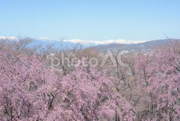 桜と北アルプス 風景,植物,桜の写真素材