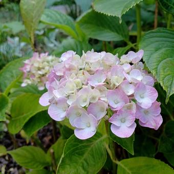 咲き始めのピンクの紫陽花 咲き始めのピンクの紫陽花 紫陽花,ピンク,初々しいの写真素材