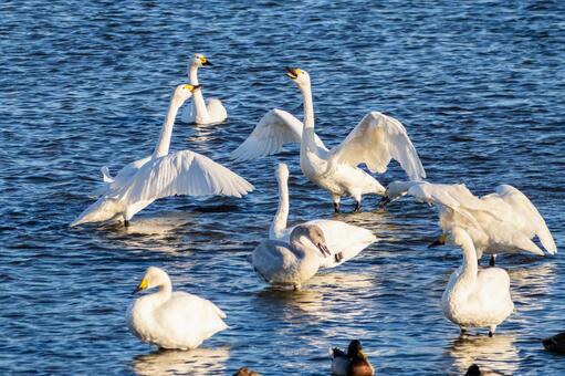 オオハクチョウ(122) 鳥,オオハクチョウ,ハクチョウの写真素材