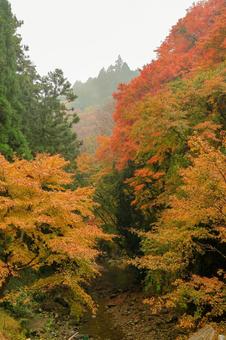 養老渓谷 養老渓谷,筒森もみじ谷,紅葉の写真素材