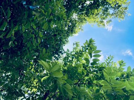 新緑 見上げる青空 新緑 見上げる青空の写真