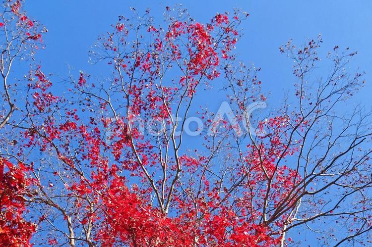 樹木と空・紅葉 紅葉,カエデ,モミジの写真素材