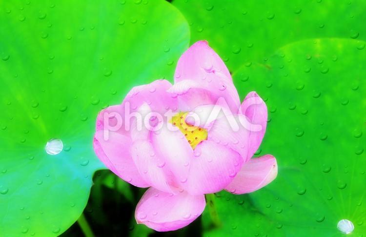 ピンクの蓮の花 ハスの花,ハス,花の写真素材