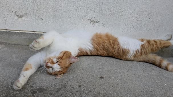 ねこ ねこ ねこ,動物,かわいいの写真素材