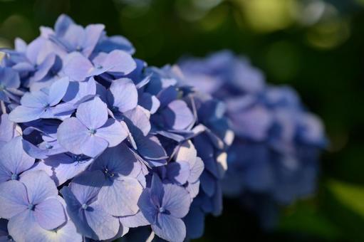 満開の紫陽花 満開の紫陽花の写真