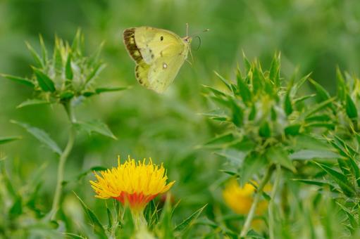 Monad butterfly (46), JPG