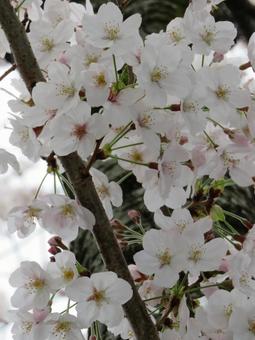 桜 桜の写真