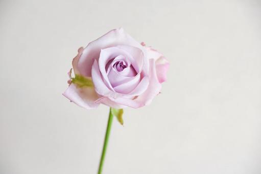 紫のばらの写真