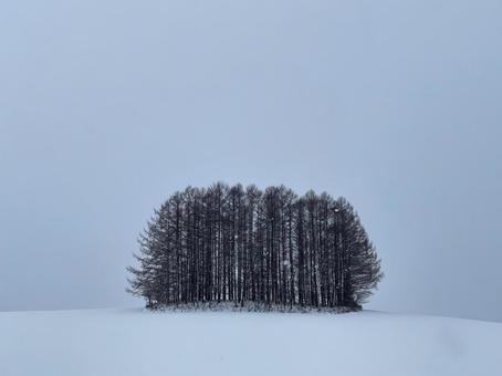 第二のマイルドセブンの丘 第二のマイルドセブンの丘 美瑛町,北海道,雪景色の写真素材