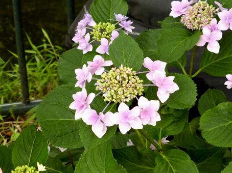 用水路沿いの花壇に咲いたヤマアジサイ 用水路沿いの花壇に咲いたヤマアジサイ ヤマアジサイ,ガクアジサイ,アジサイの写真素材