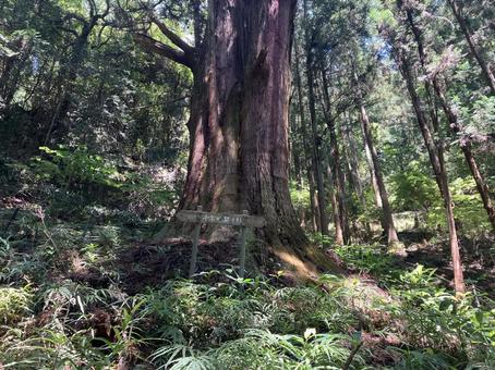 Photo, millennium cedar (cryptomeria japonica d. d.), fir, big trees, 