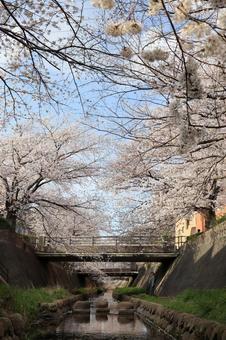 志井川の桜並木 志井川,桜並木,さくらの写真素材