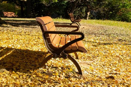 秋の公園のベンチと黄色い絨毯 秋,ベンチ,イチョウの写真素材