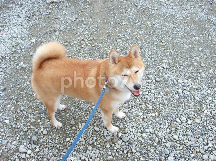 散歩中を楽しむ柴犬 犬,ご機嫌,楽しいの写真素材
