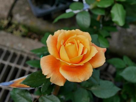 薔薇 薔薇の写真