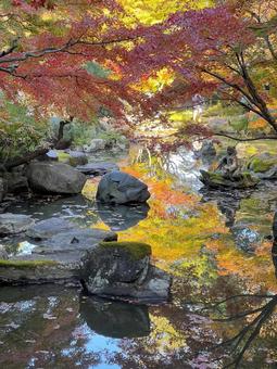 紅葉の徳明園 紅葉の徳明園 紅葉,もみじ,秋の写真素材