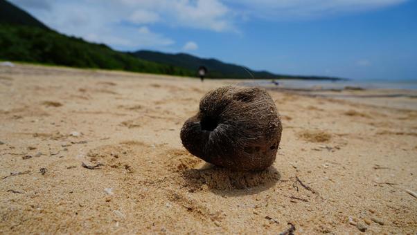 ヤシの実 ヤシの実の写真