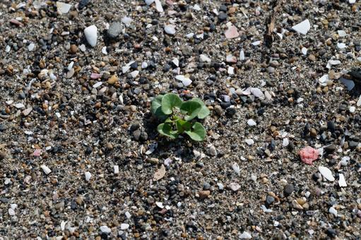 砂浜に芽吹く小さな植物 砂浜に芽吹く小さな植物 砂浜,植物,芽の写真素材