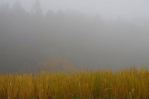 朝靄の中の田んぼの写真