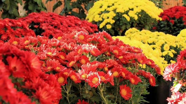 楽寿園の菊まつりにて 菊,秋,花の写真素材