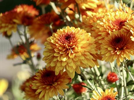 オレンジ色の菊 菊,キク,キク科の写真素材