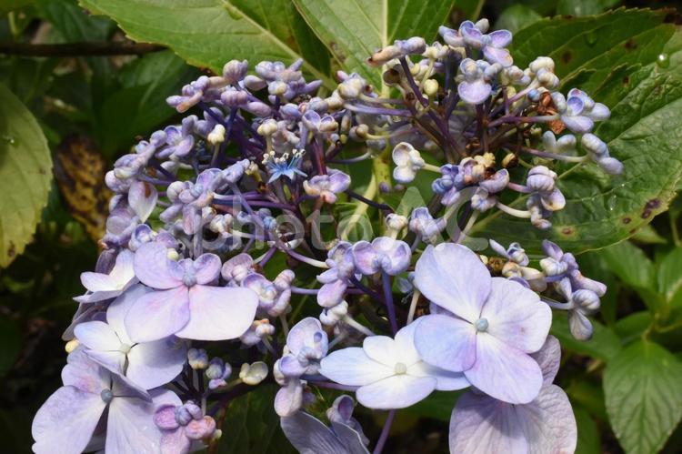 芒種過ぎの川崎市多摩区長尾のアジサイ 紫陽花,あじさい,長尾山妙楽寺の写真素材