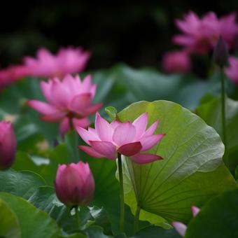Oga lotus 17, JPG