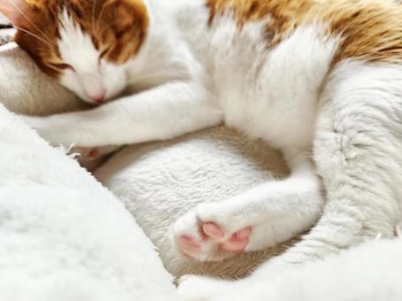 Brown tabby cat taking a nap, JPG