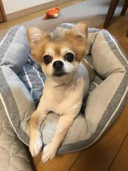 チワワ チワワ チワワ,小型犬,子犬の写真素材