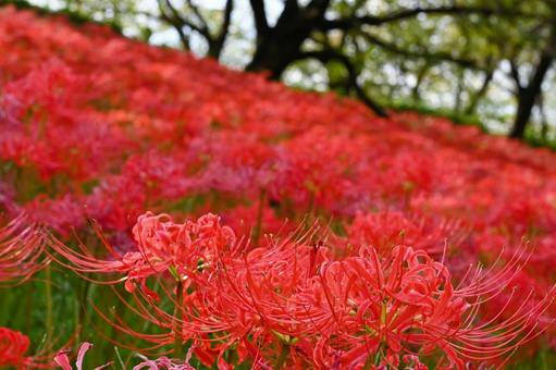 曼珠沙華 曼珠沙華の写真