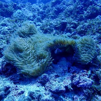 センジュイソギンチャク(正方形サイズ) センジュイソギンチャク,イソギンチャク,ハナビラクマノミの写真素材