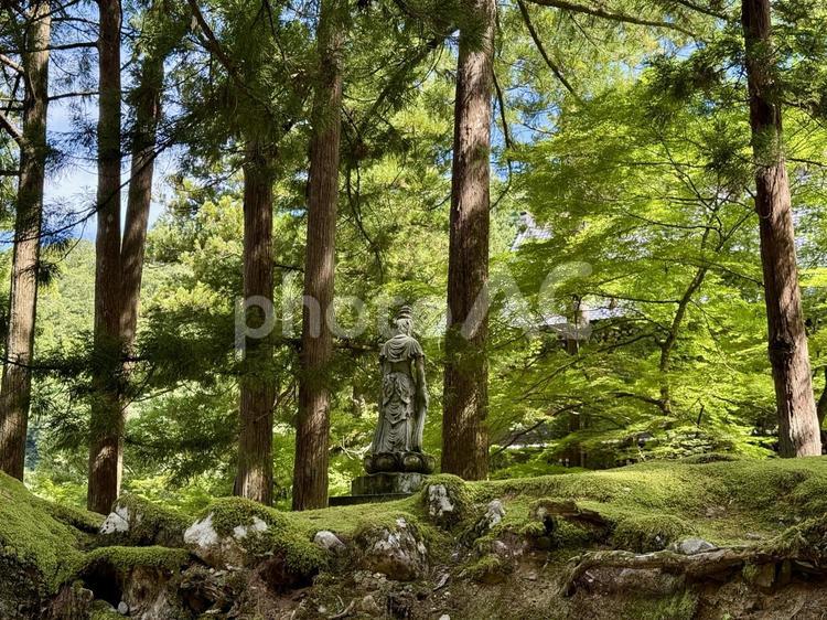 2025年夏の永平寺　木陰の仏像 木陰,仏様,永平寺の写真素材