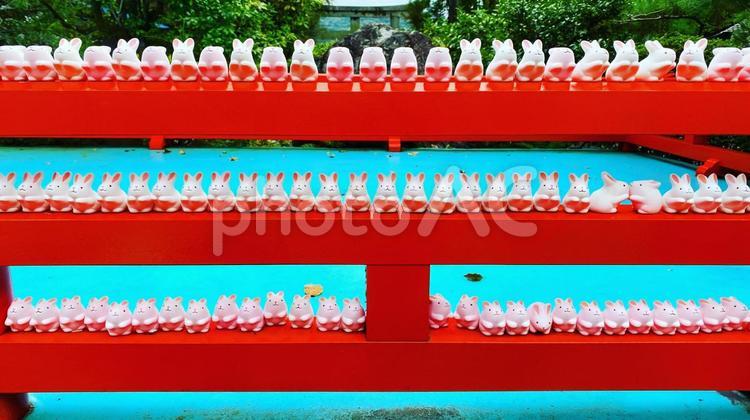 岡崎神社　ウサギの置き物 うさぎ,兎,ウサギの写真素材