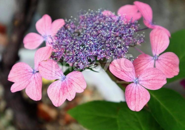 癒し効果 自然,紫陽花,花の写真素材