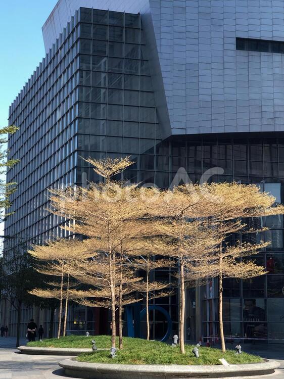 木　風景 風景,ビル,現代のの写真素材