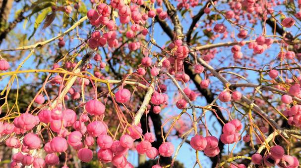 Mayumi fruit 006, マユミの木, mayumi's fruit, tree fruit, JPG