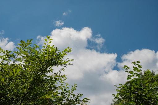 青空と雲と緑の木々 青空と雲と緑の木々 空,青い,雲の写真素材