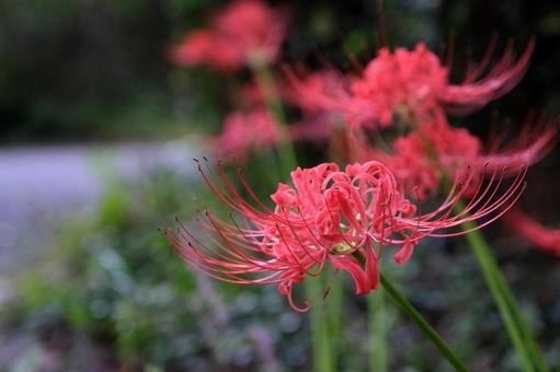土手咲く彼岸花 土手咲く彼岸花の写真