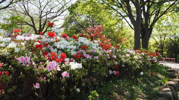 Nagisa Park in Spring: Azaleas and Fresh Greenery (Edogawa Ward), JPG