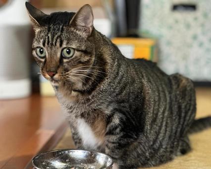 猫 ねこ,動物,キャットの写真素材