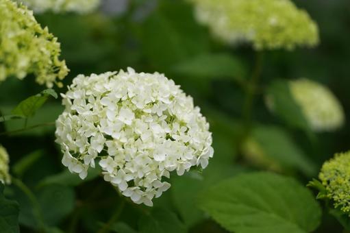 紫陽花 紫陽花の写真