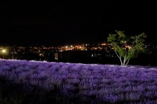ラベンダー畑と夜景 ラベンダー畑,上富良野,花の写真素材