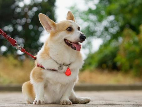 犬のポートレート 犬,コーギー,ウェルシュコーギーの写真素材