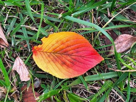 紅葉した落ち葉 落ち葉,紅葉,赤い葉の写真素材