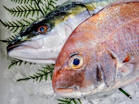 天然魚 真鯛とハマチ 天然魚 真鯛とハマチの写真
